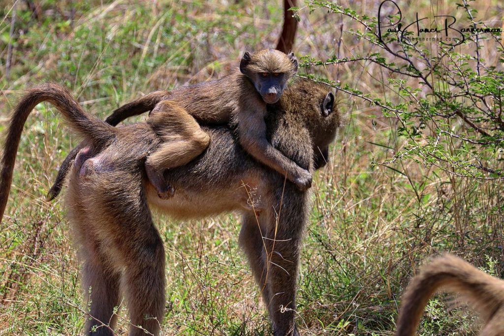 Baboon carrying a baby