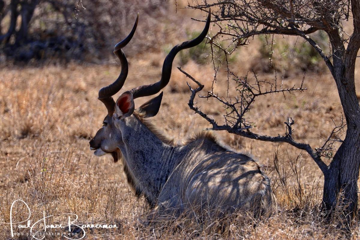 Antelope under a tree