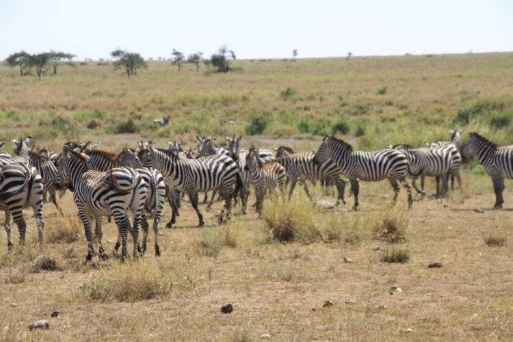 zebra sighting