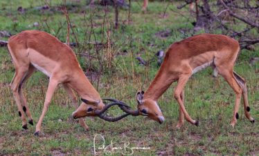 Impala