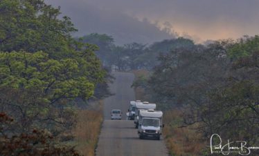 Safari