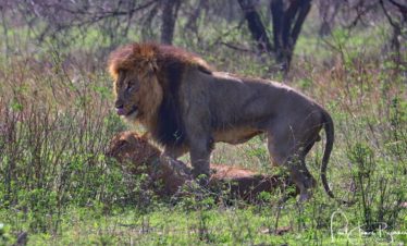 Best of Zimbabwe