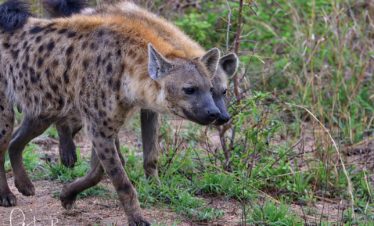 Kruger safari tours