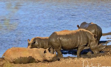 Best South Africa Safari