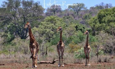Botswana Highlights