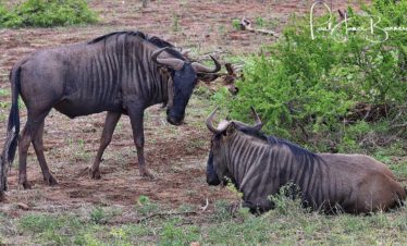 Namibia Safari