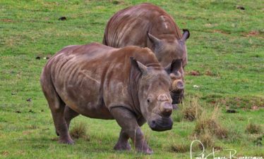 Rhino camp