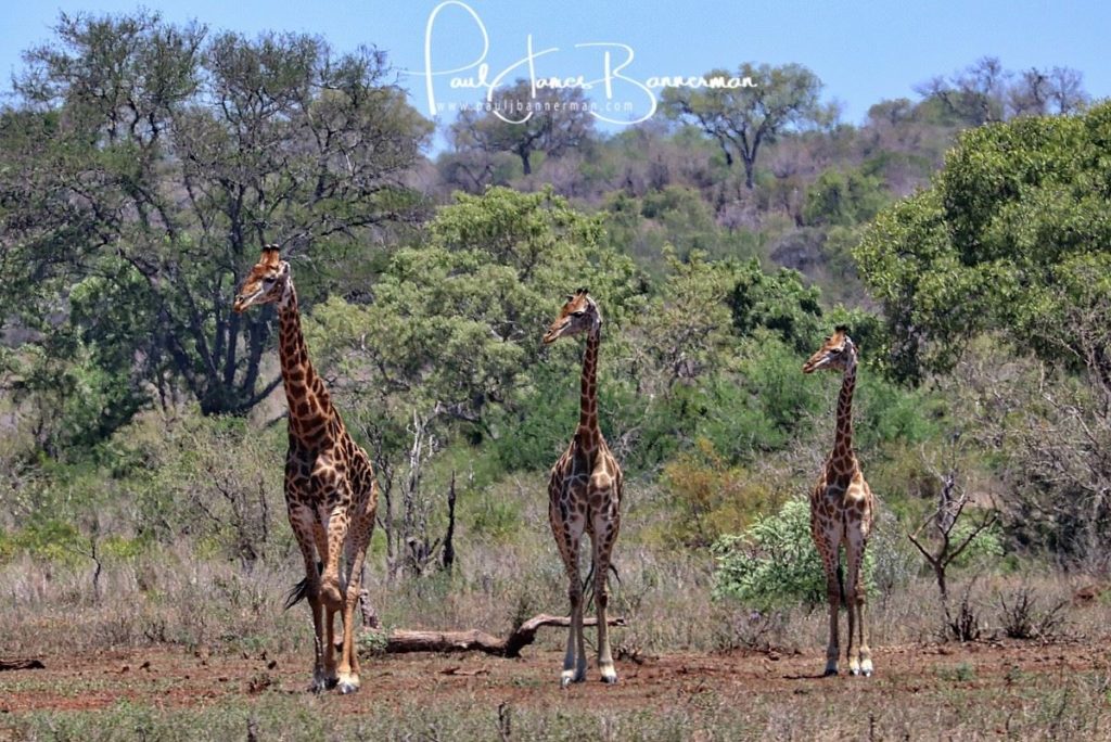 Safari sightings