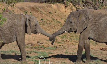 Elephants on safari